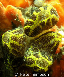 "Sponge" Photo of a pretty little sponge, taken Shark Poi... by Peter Simpson 